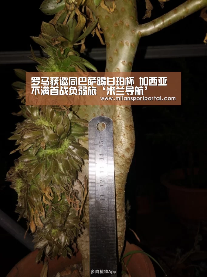 米兰品牌